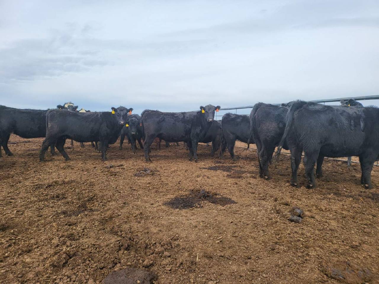 45 Head Coming Four and Coming Five Year Old Bred Cows